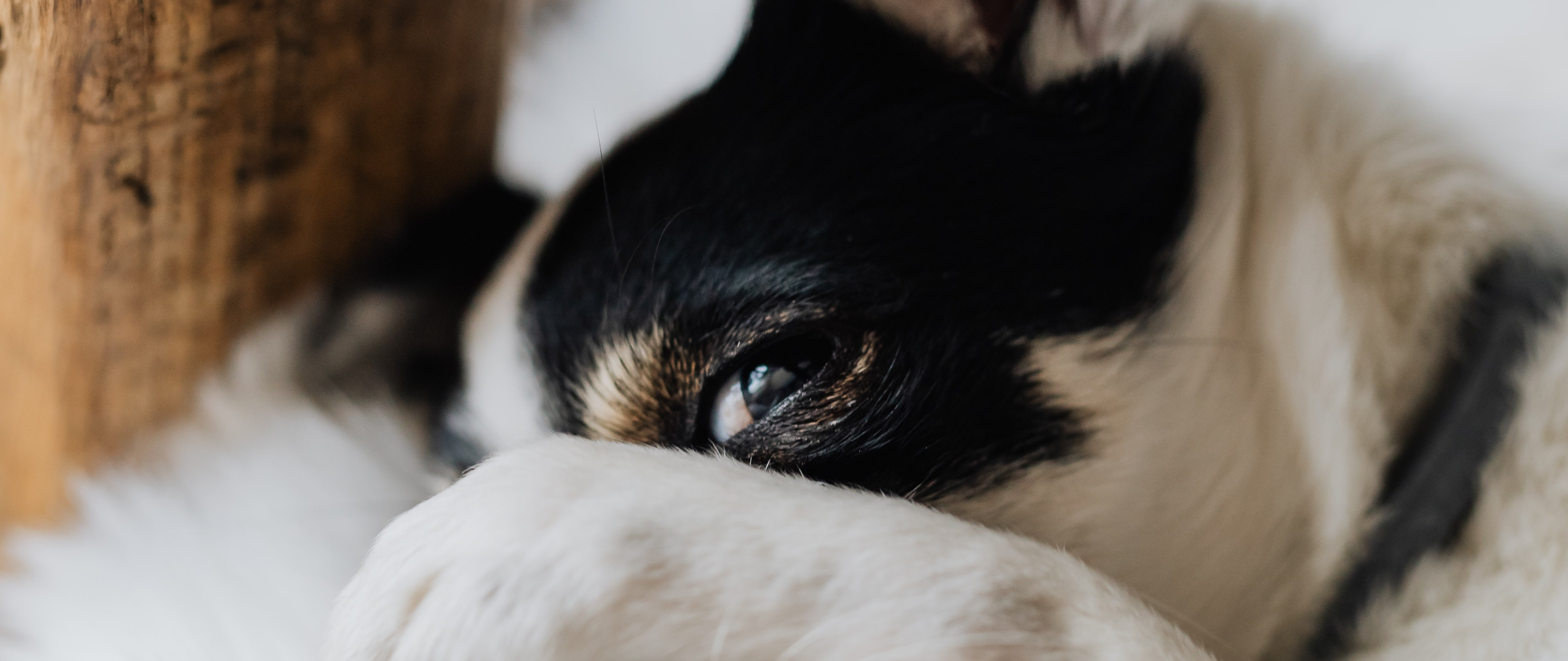 Pets