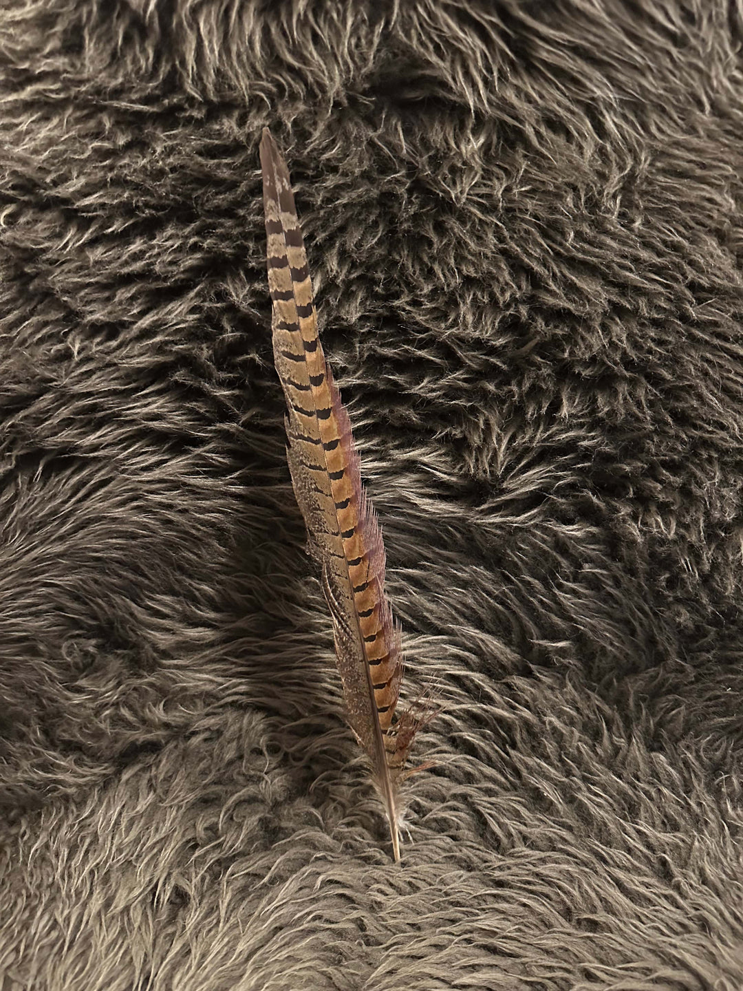 AMAZON - AMERICAN FEATHERS Decor MULTI Pheasant Feather - Large